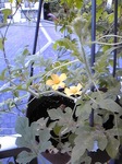 Image491.jpg